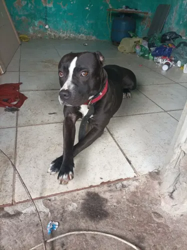 Estou doando Pitbull fêmea de um ano e cinco meses