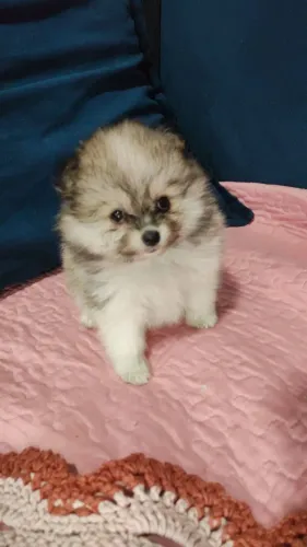 BRG - Lulu da Pomerânia - Spitz Alemão com Genética e Garantia