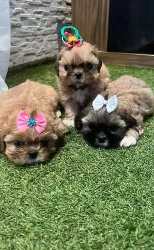 Shih Tzu Mini Fêmeas e Macho disponíveis