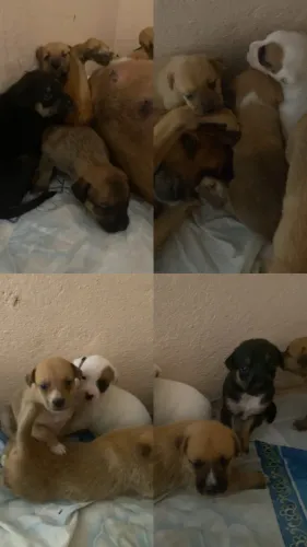 Adoção