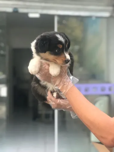 Garanta Seu Border Collie em Até 12x no Cartão Vacinas e Garantias