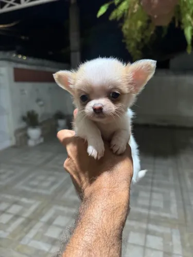Chihuahua macho