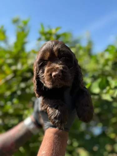 Cocker Spaniel Inglês chocolate+ Entre em contato para mais informações.