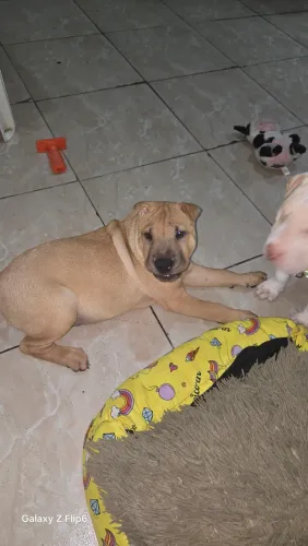 Cachorro