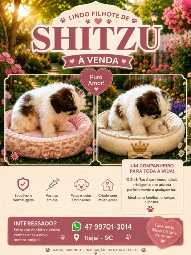 Vendo Shitzu machinho