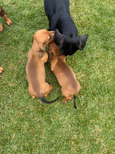 Filhote de daschund