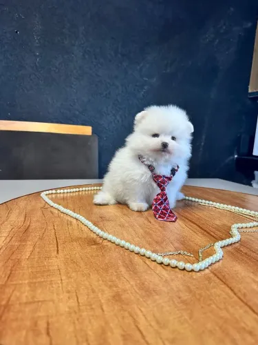 SPITZ ALEMÃO ANÃO EXCLUSIVO!!!!