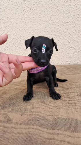 Pinscher n°1