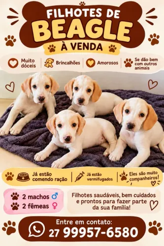 Filhotes de beagle à venda