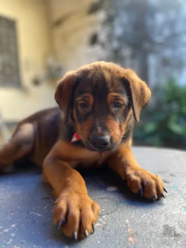 VENDO FILHOTE FÊMEA DE PASTOR ALEMÃO MISTURADO COM ROTTWEILER (CAPA PRETA)