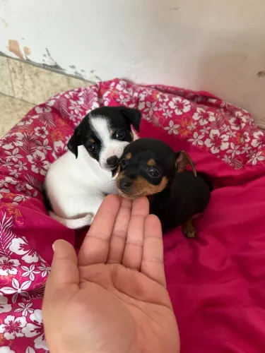 Pinscher fêmeas n1