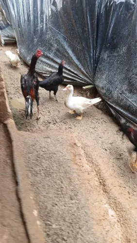Animais 