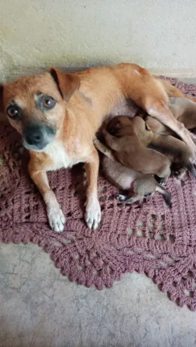 Cachorro picher a venda n 1