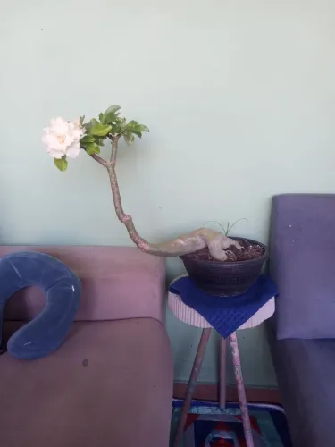 Rosa do deserto