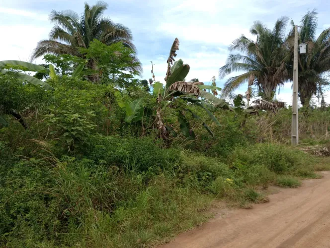 Oportunidade! Chácara de Parauapebas já plantada.
