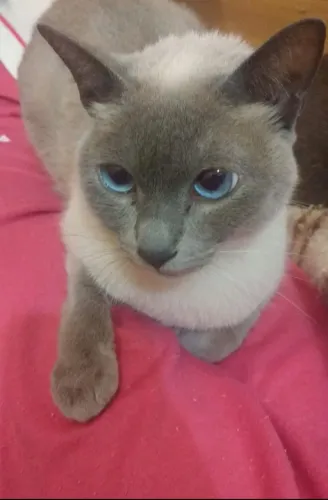 Doação de gato- Ema