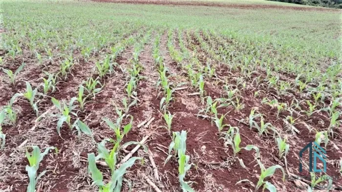 Sítio com 36 Alqueires, na Barranca do Rio Ivaí, localizado a 8 km da rodovia Campo Mourão