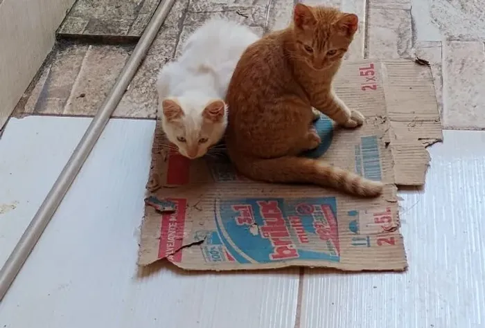 Filhotes de gato pra doação 