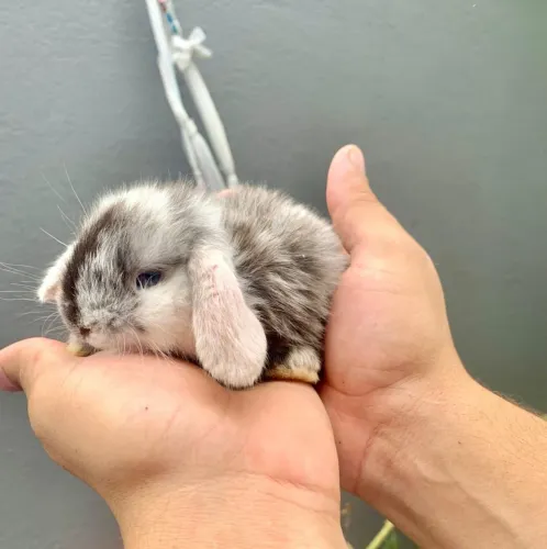 Coelho mini loop Fêmea