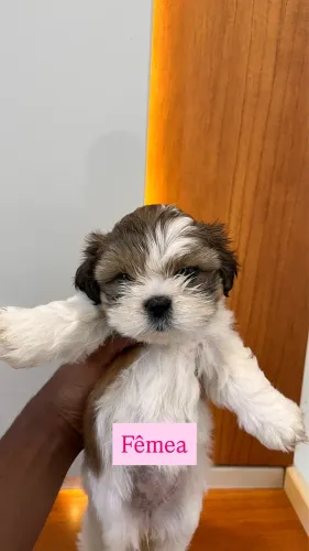 Filhotes de Shih Tzu 