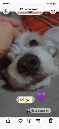 Doação de cachorra 