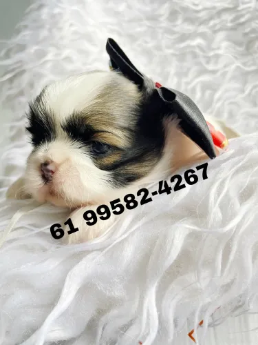 SHIHTZU macho