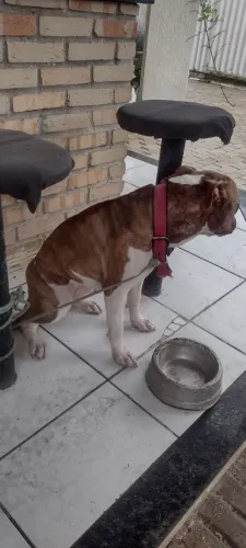 Pitbull adulto