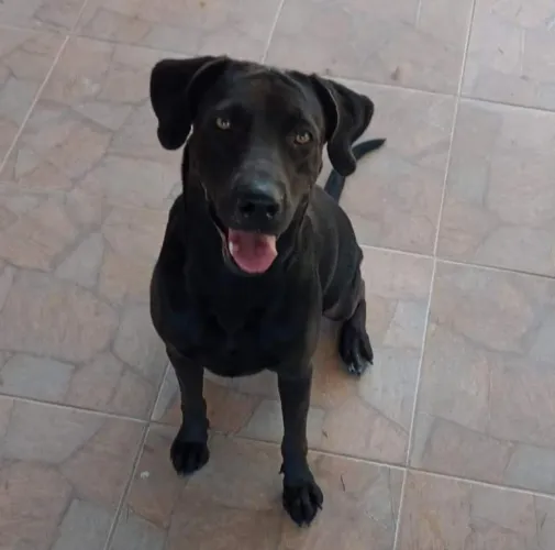 Doação de labradora de 5 anos  cadela de grande porte