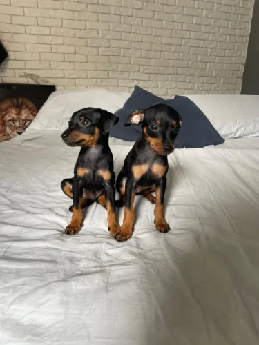 Pinscher fêmea e macho 