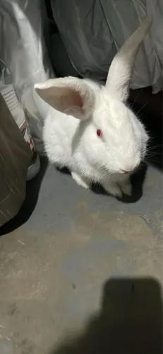 VENDO COELHO BRANCO