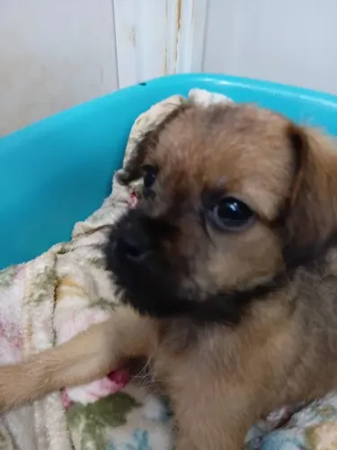 Doa-se cachorro srd