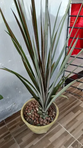 Vende se plantas