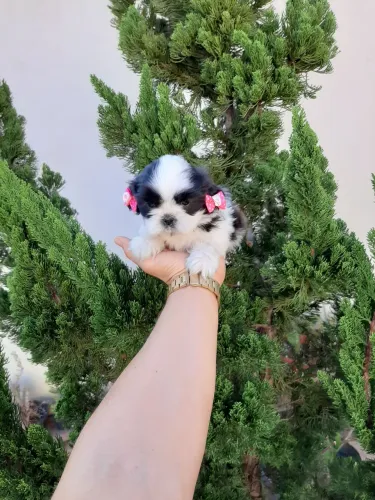 Shih Tzu mini Fêmea e Macho Pelo de Seda 