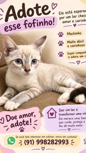 Gatinha branquinho fofinho para adoção