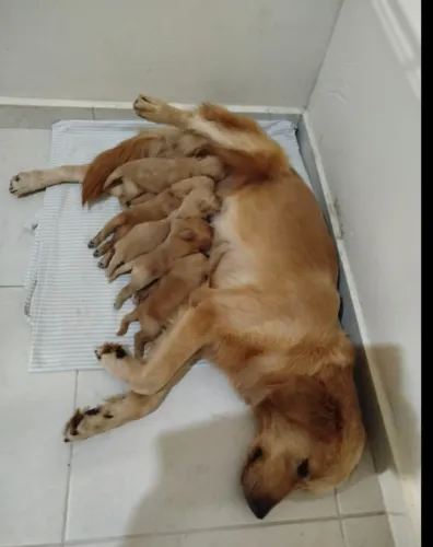 DOAÇÃO URGENTE filhotes de golden retrivier