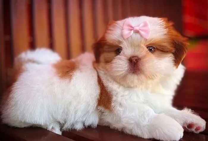 shih tzu femea figado 