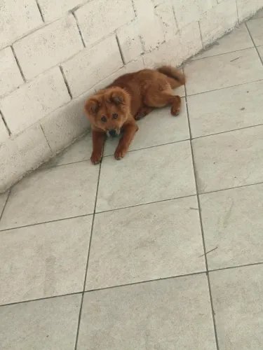 Doação de chow chow
