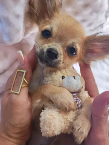Chihuahua micro. Filhote macho com 2 meses com garantia de saúde. 