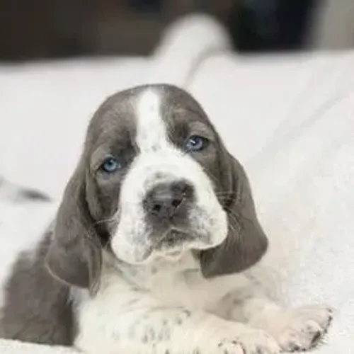 Basset Hound,Basset Hound Filhote Muito Amoroso e Dócil