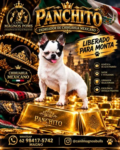 Chihuahua Monta e Filhotes