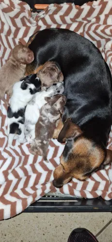 Dachshund mini filhotes (linguicinha)