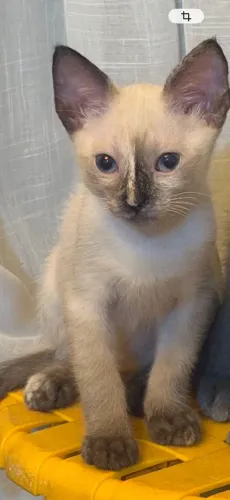 Gatinha para adoção