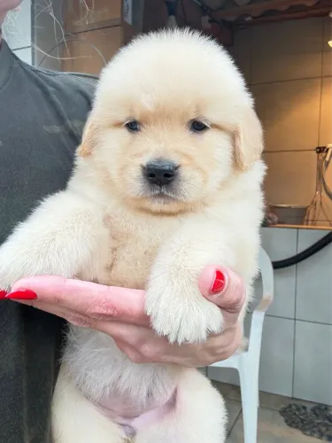 Filhotes de Golden Retriever