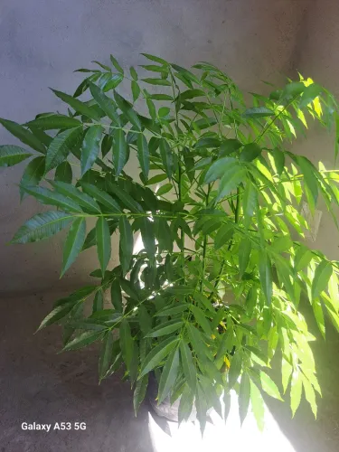 Cajarana anan