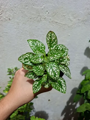 Plantas
