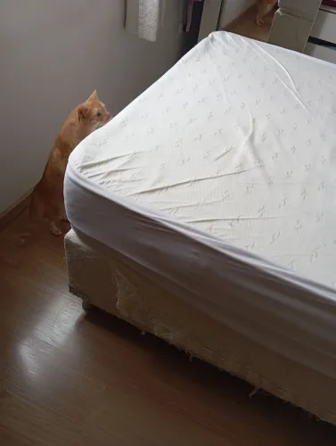 Cama box casal + Colchão Anjos molas ensacadas