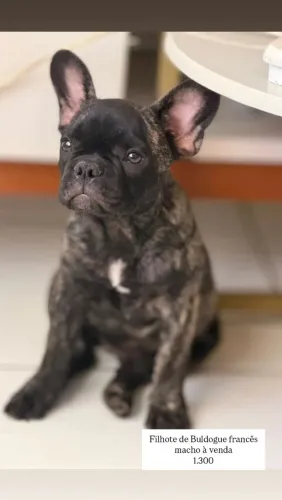 Cachorro 