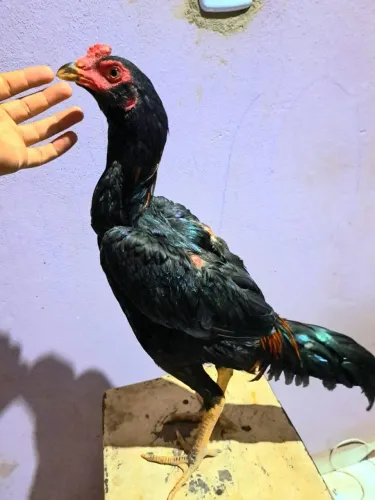 Frango moura