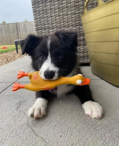 Filhotes de Border Collie | Encanto em todos os dias.