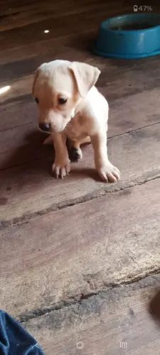 Doguinho doação responsável ?